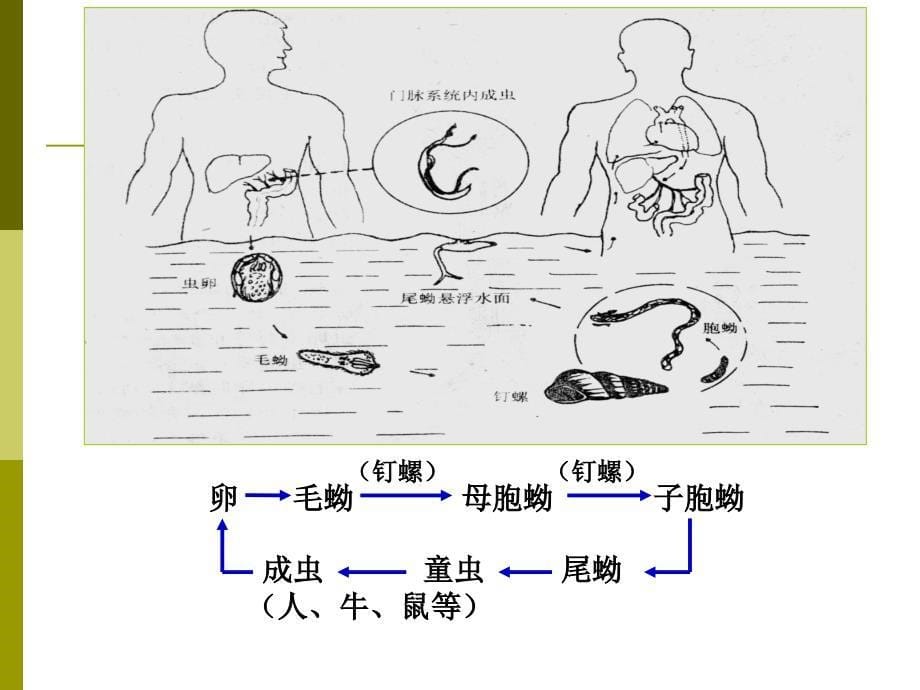 应用生物化学5蛋白质组学2DE_第5页