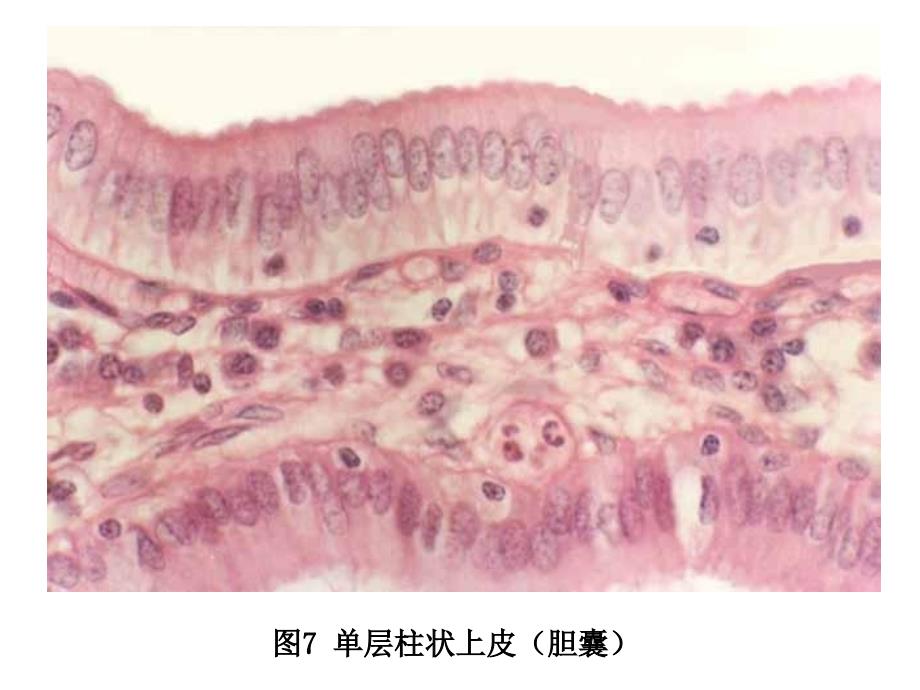 本科实验无皮肤无眼复习_第2页