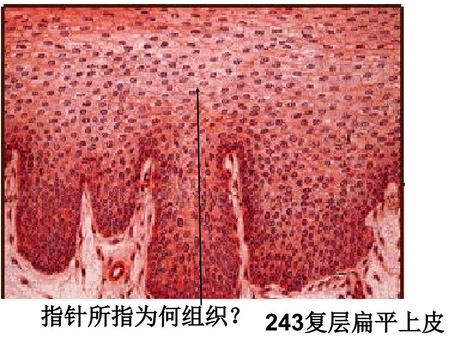 本科实验无皮肤无眼复习_第3页