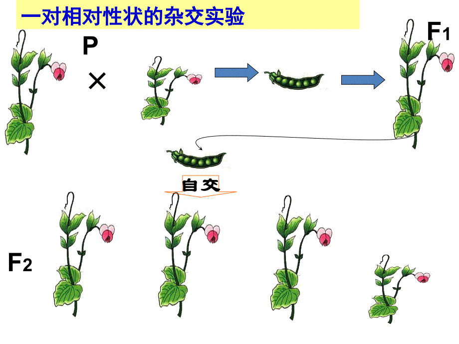 11孟德尔的豌豆杂交实验一用_第2页