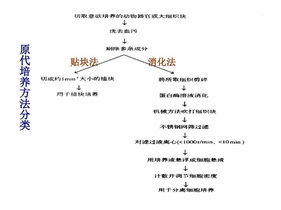 医学课件第五章细胞的原代与传代培养_第5页