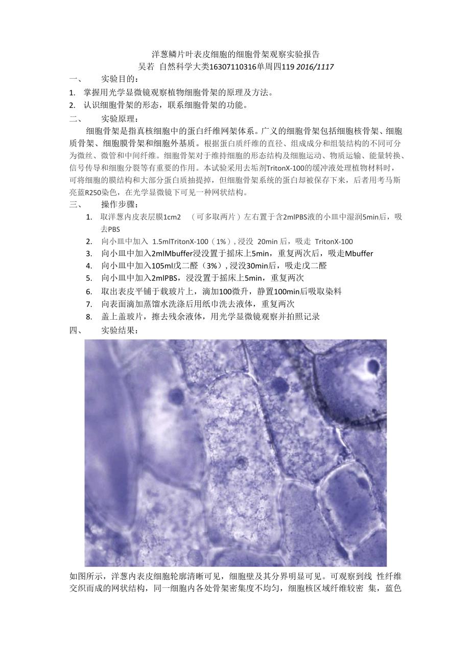 洋葱鳞片叶表皮细胞的细胞骨架观察实验报告_第1页