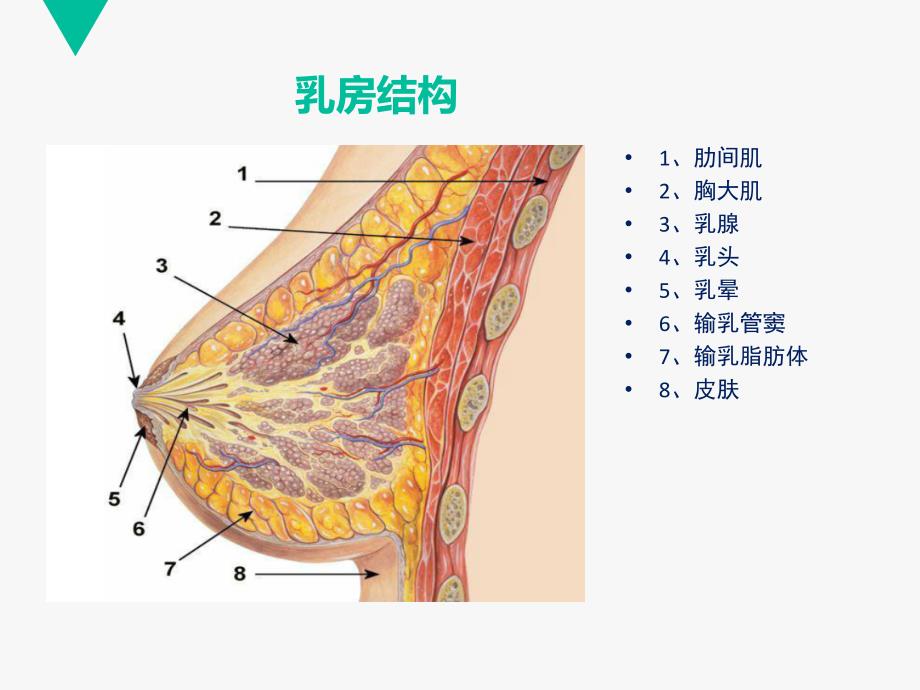 乳房护理及喂养指导_第4页