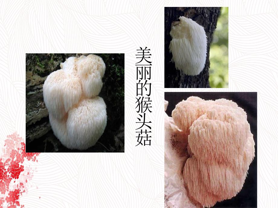 美丽爽口食用菌猴头菇鉴赏_第3页