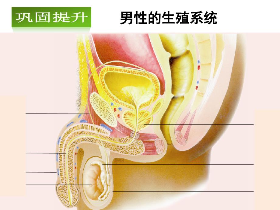 苏教版七年级下册生物第一节精卵结合孕育新的生命课件_第2页