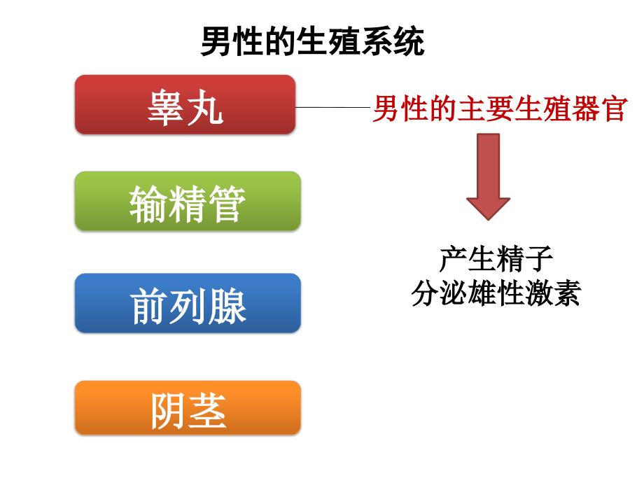 苏教版七年级下册生物第一节精卵结合孕育新的生命课件_第3页