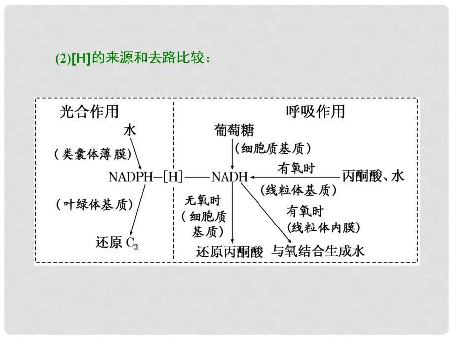 高考生物一轮复习 第一部分 分子与细胞 第三单元 细胞的能量供应和利用 第三讲 第3课时 光合作用与细胞呼吸的关系课件_第5页