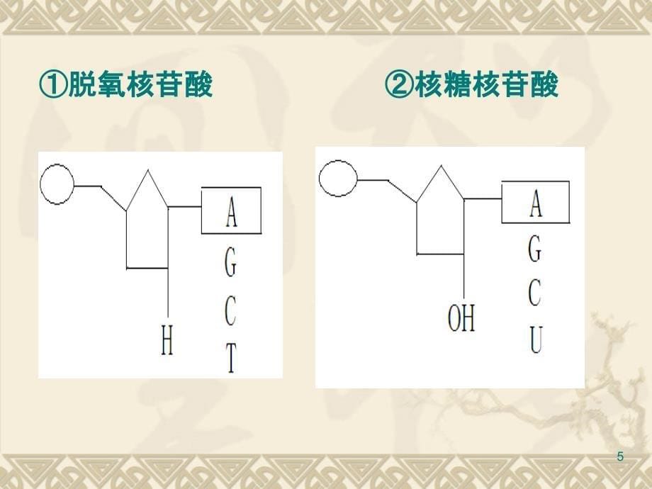 2.4细胞中的糖类和脂质课件李广梅_第5页