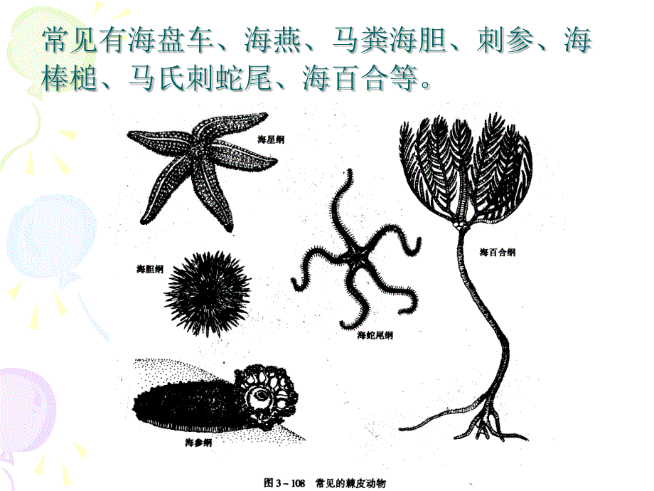 第13章棘皮动物门_第3页