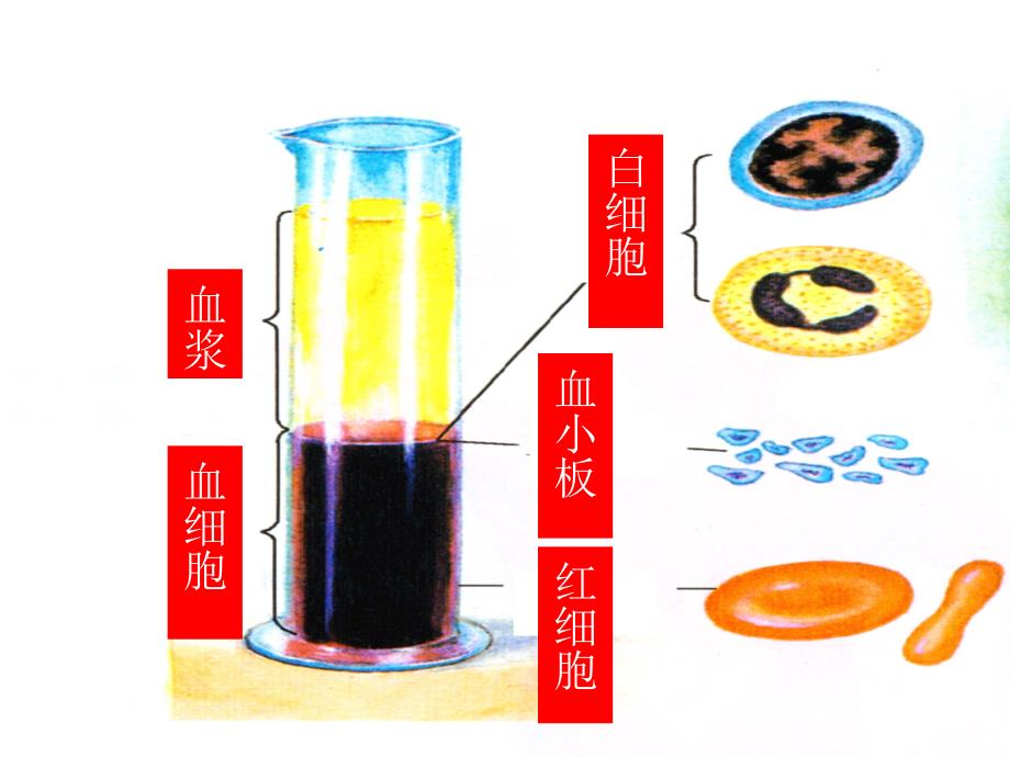 5血液管道血管课件_第1页