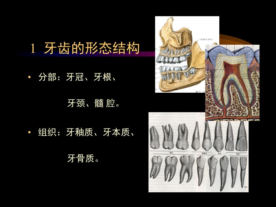 第2讲牙齿的形态与保护_第4页