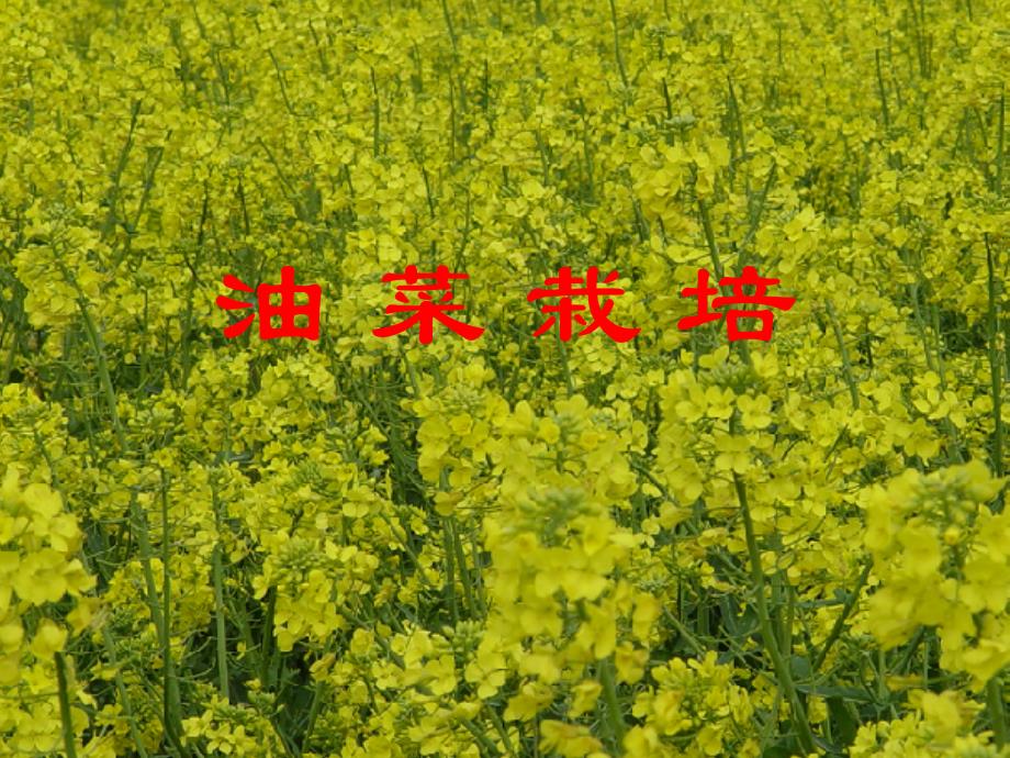 作物栽培学：油 菜 栽 培_第1页