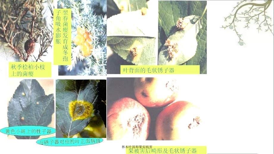 林木叶部和果实病害课件_第5页