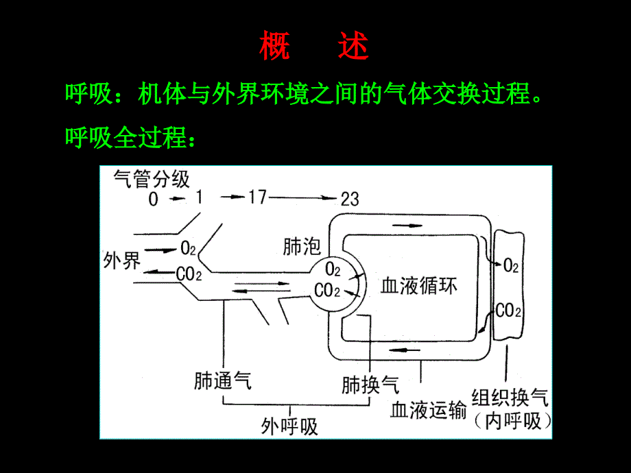 气体在血液中的运输课件_第2页