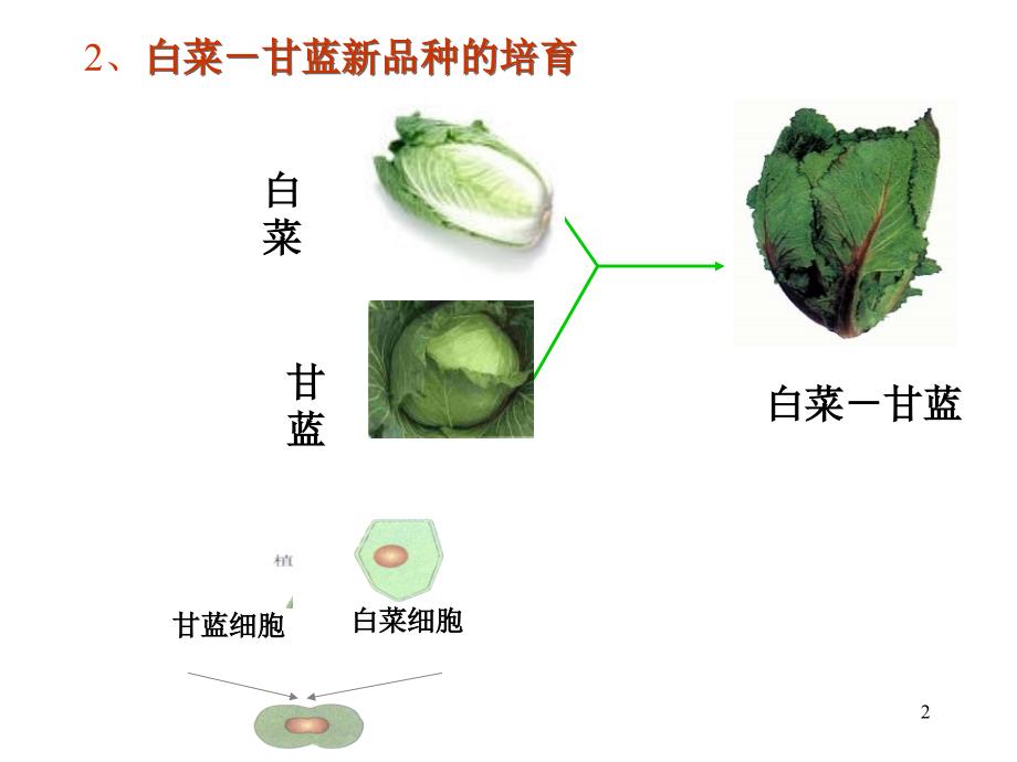 211植物组织培养_第2页