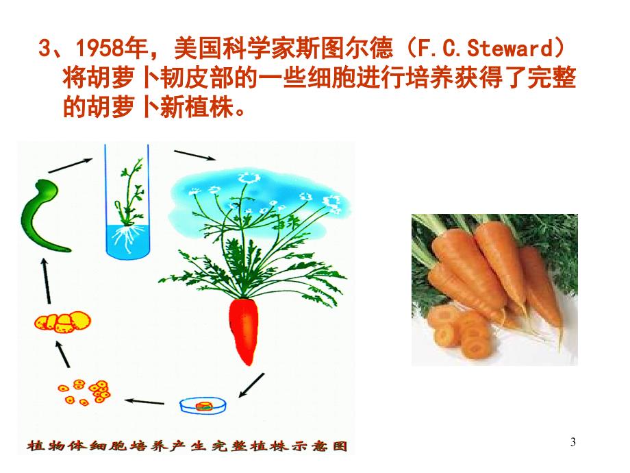 211植物组织培养_第3页