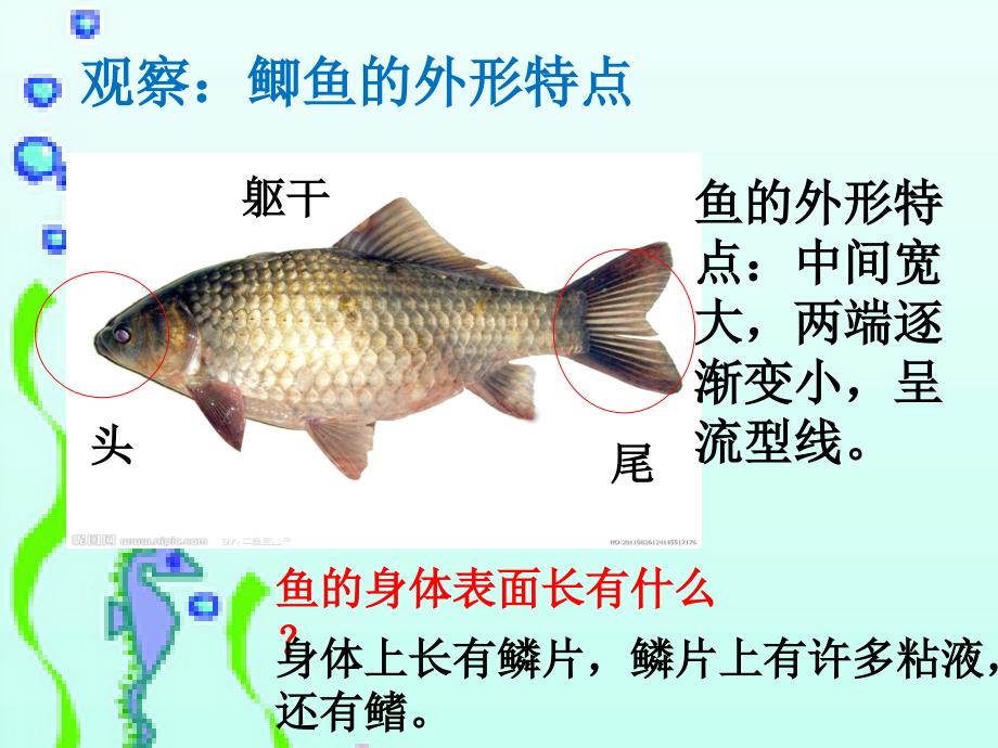 鄂教版小学五年级科学上册《8鱼》（资源)_第3页