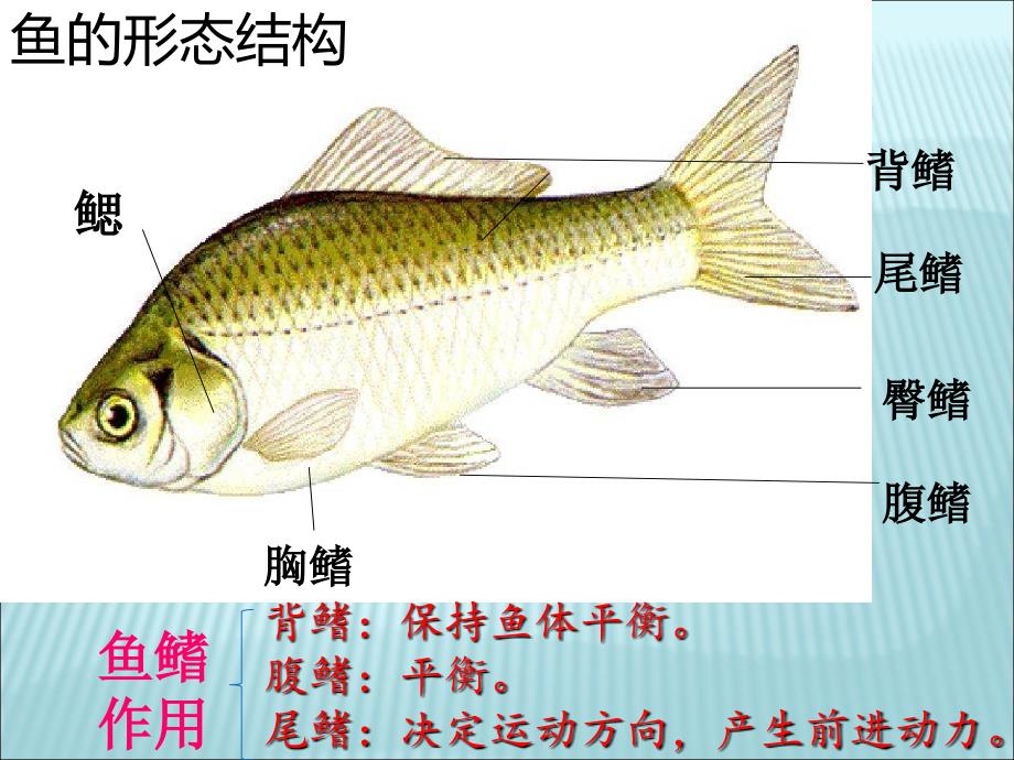 鄂教版小学五年级科学上册《8鱼》（资源)_第4页