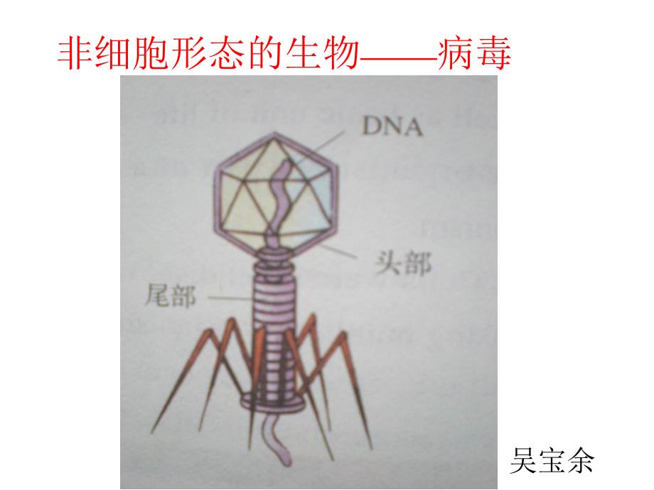 病毒——非细胞形态的生物(新)_第1页