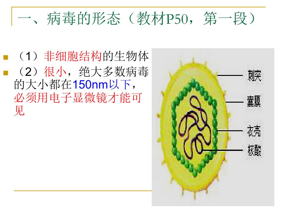 病毒——非细胞形态的生物(新)_第2页