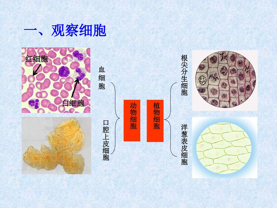 细胞的多样性和统一性课件_第2页