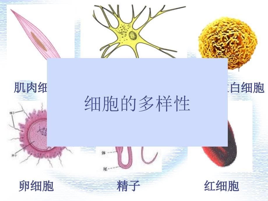 细胞的多样性和统一性课件_第5页