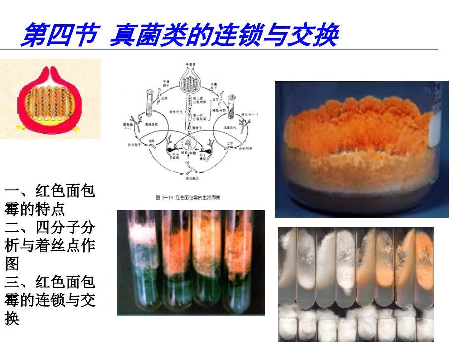 普通遗传学：第四章 连锁遗传和性连锁1