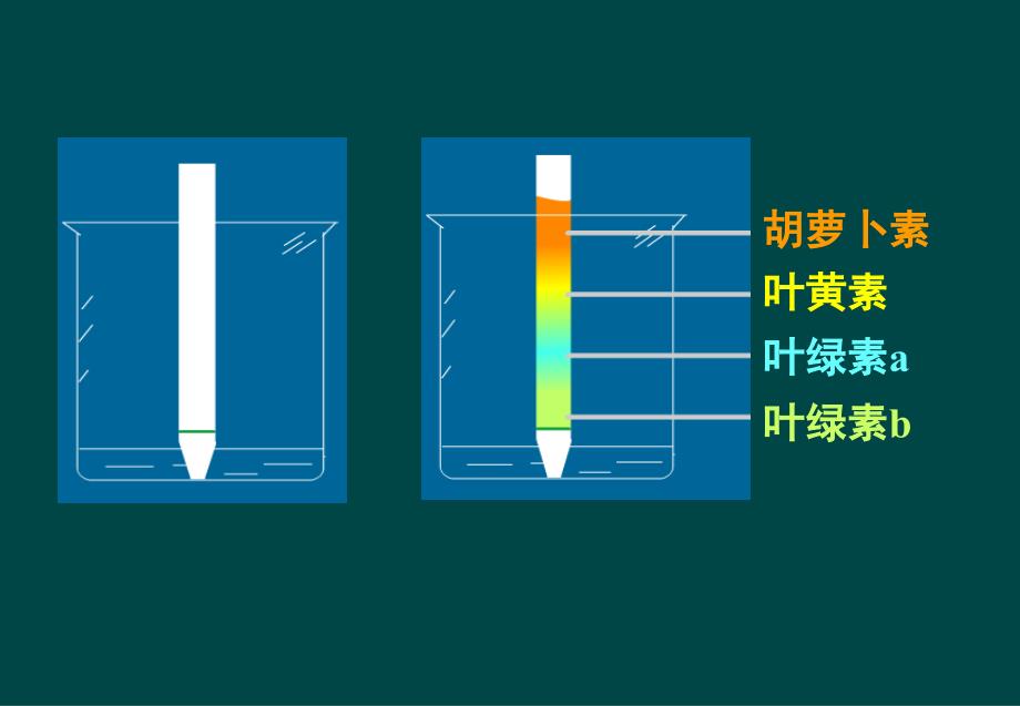 能量之源光与光合作用_第5页