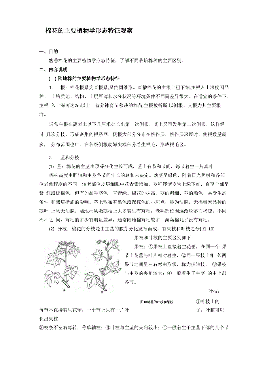 棉花的主要植物学形态特征观察_第1页