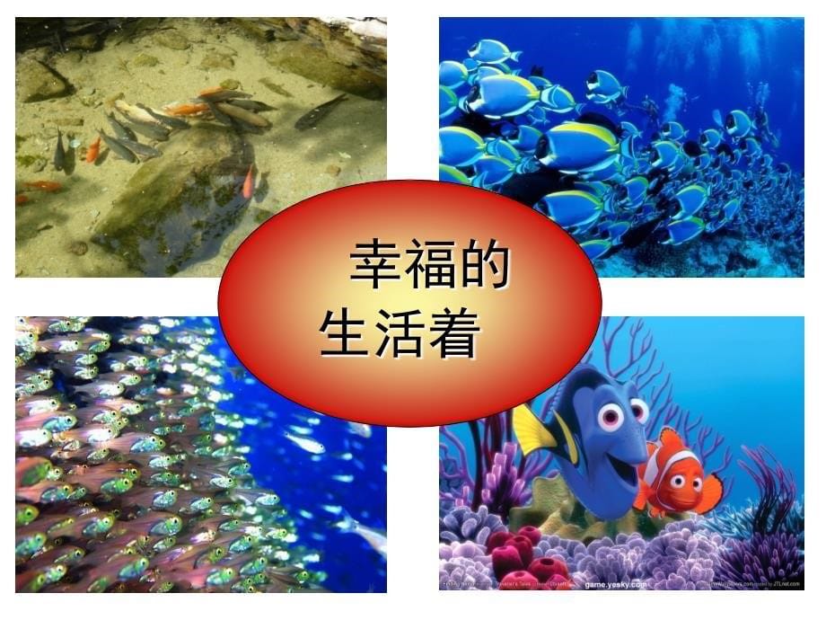 浅水洼的小鱼 赵国青课件.ppt_第5页