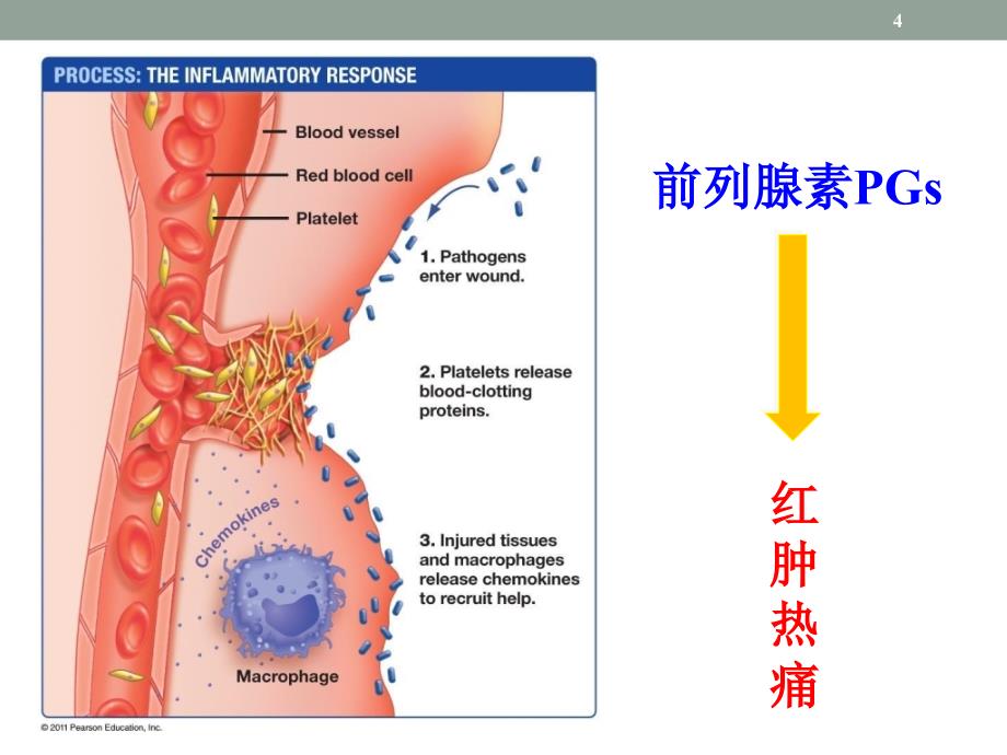 药理学课件：第21章 解热镇痛药_第4页