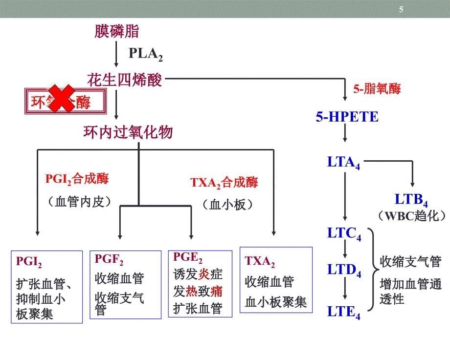 药理学课件：第21章 解热镇痛药_第5页