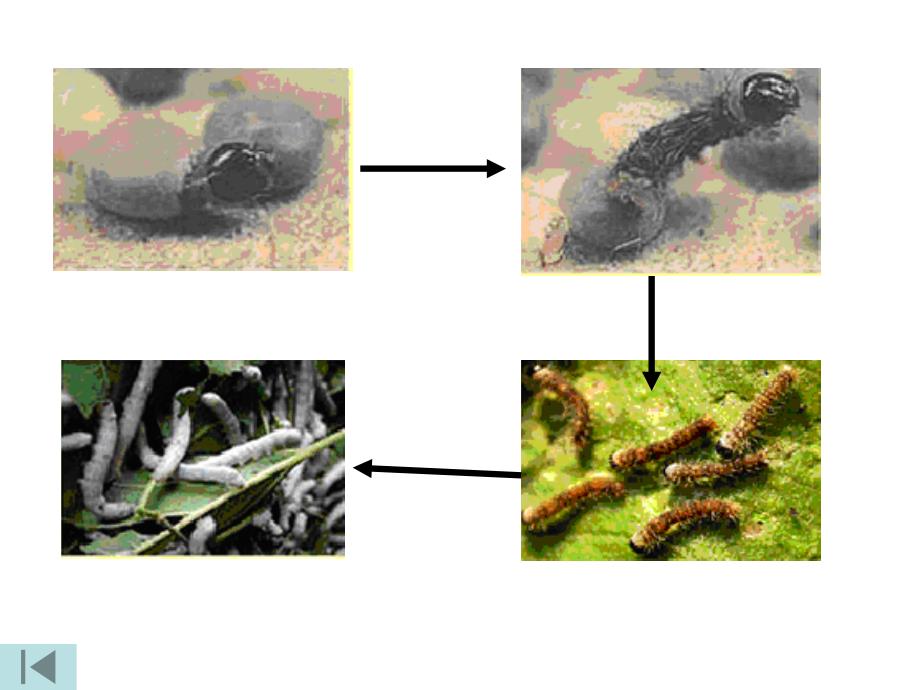 蚕的生长变化课件_第1页