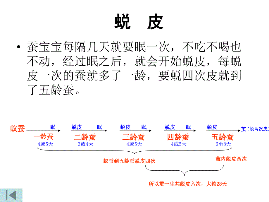 蚕的生长变化课件_第3页