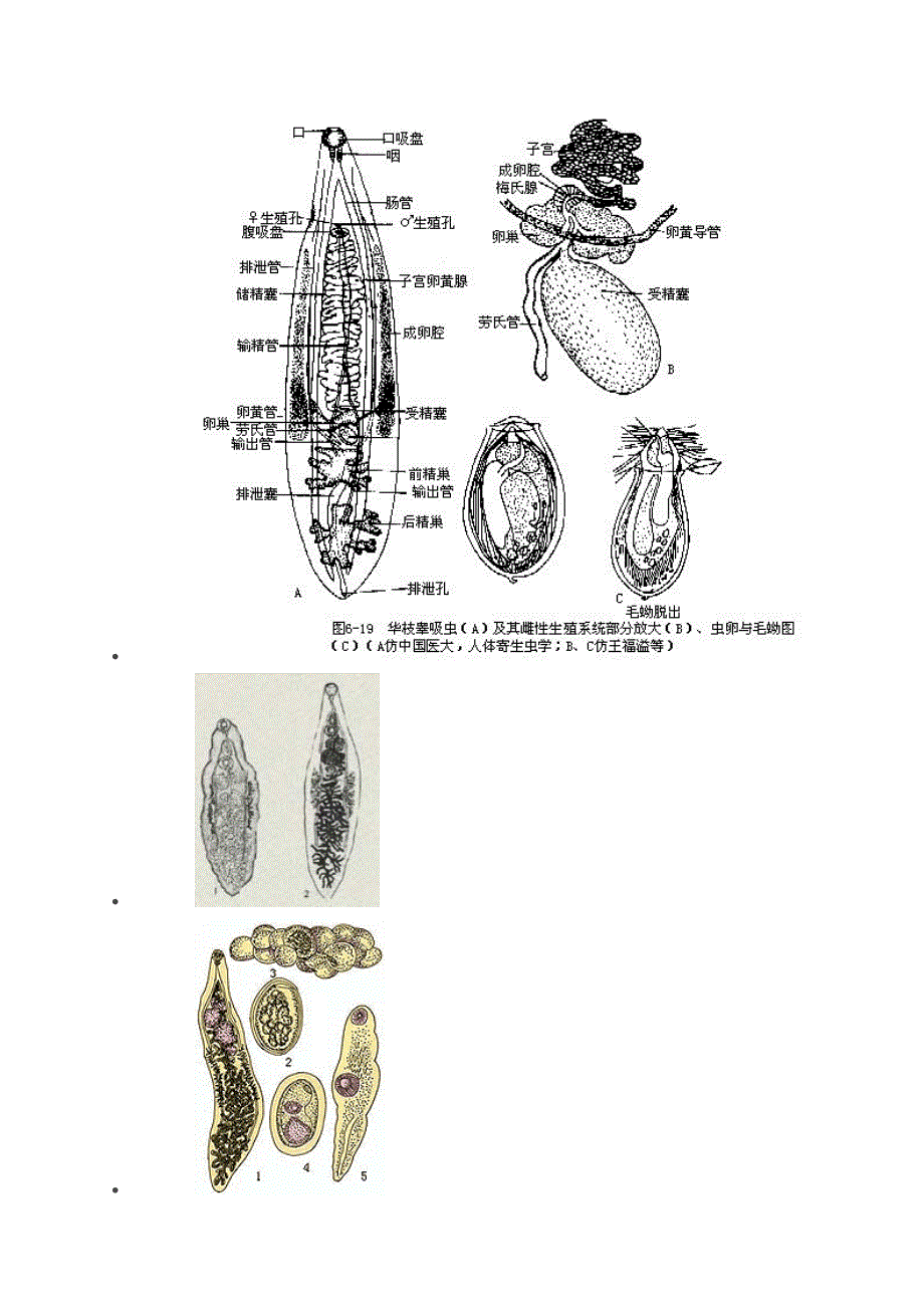 羊双腔吸虫病.doc_第2页