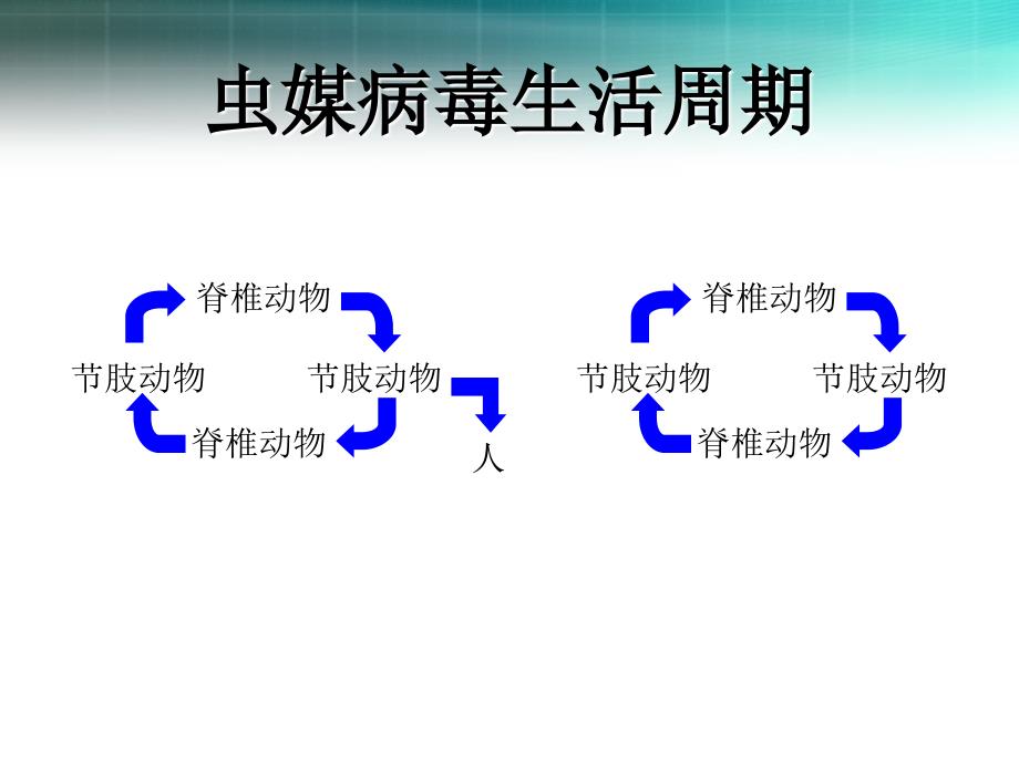 医学微生物学：27-虫媒病毒_第2页