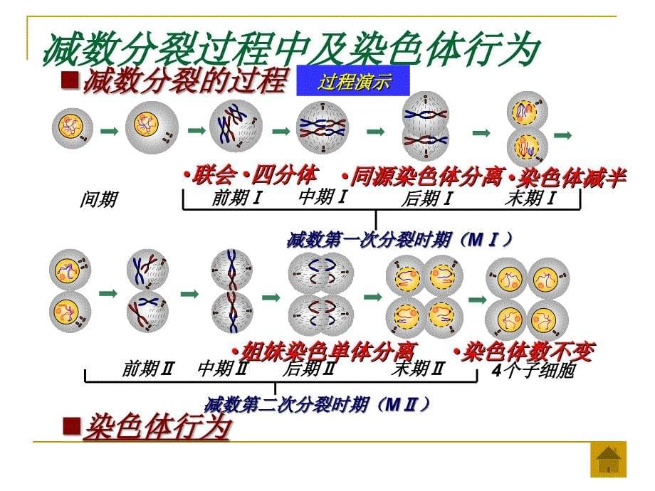 二章节染色体与遗传_第5页