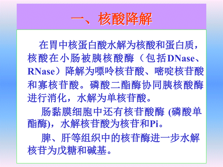 核酸降解与核苷酸代谢课件_第2页