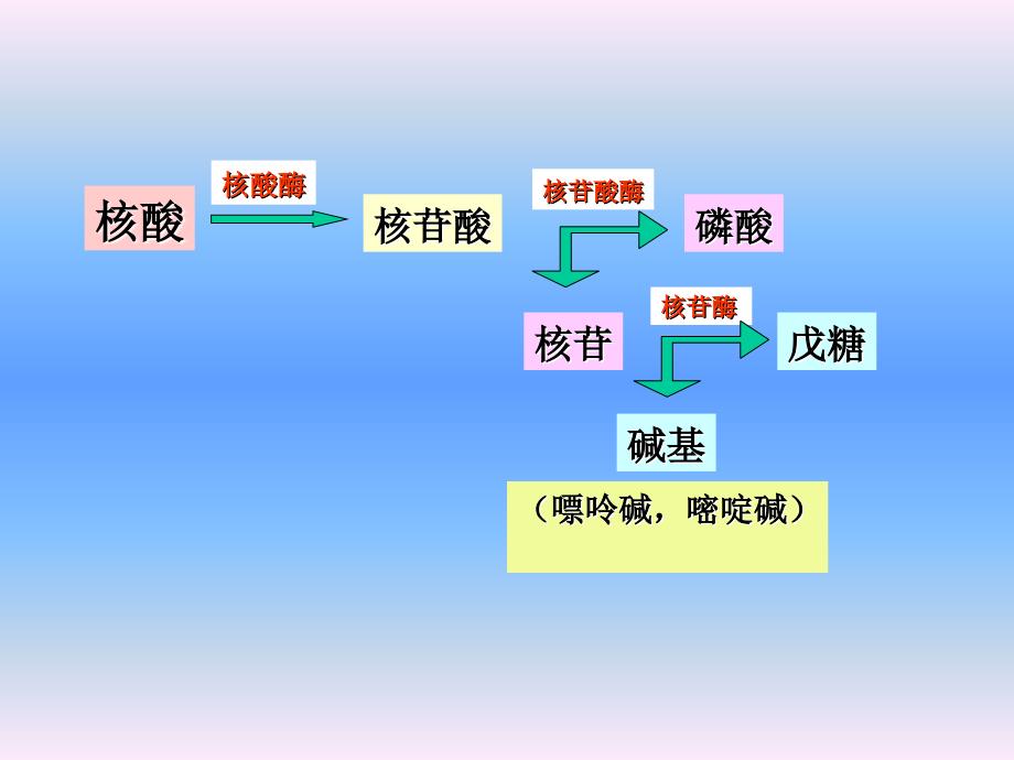 核酸降解与核苷酸代谢课件_第3页