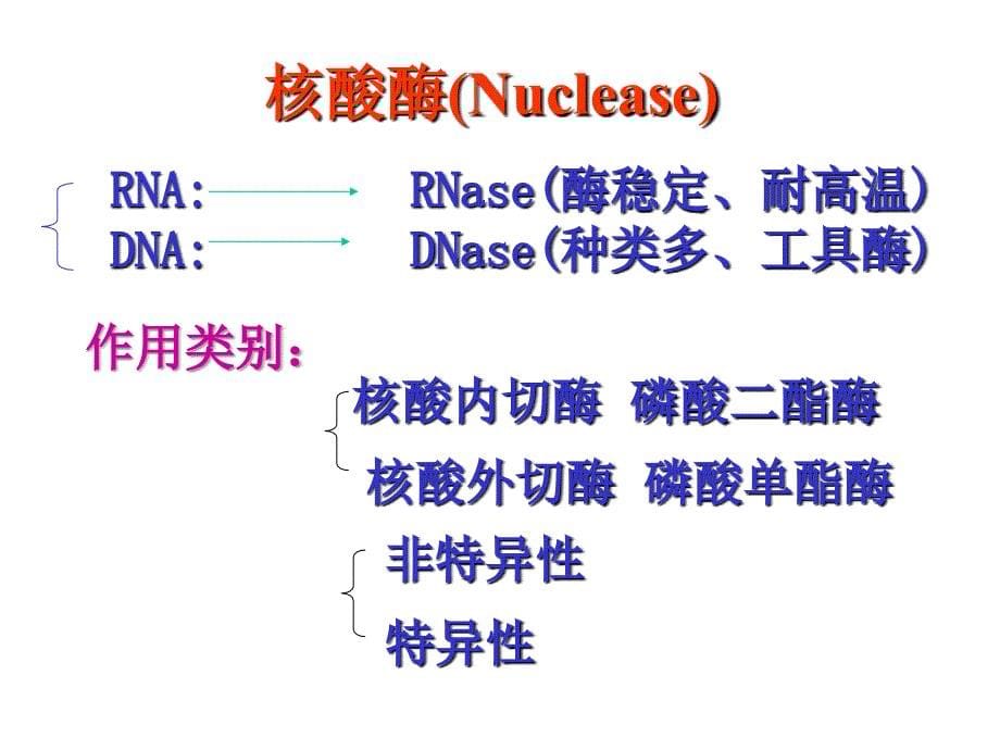 核酸降解与核苷酸代谢课件_第5页