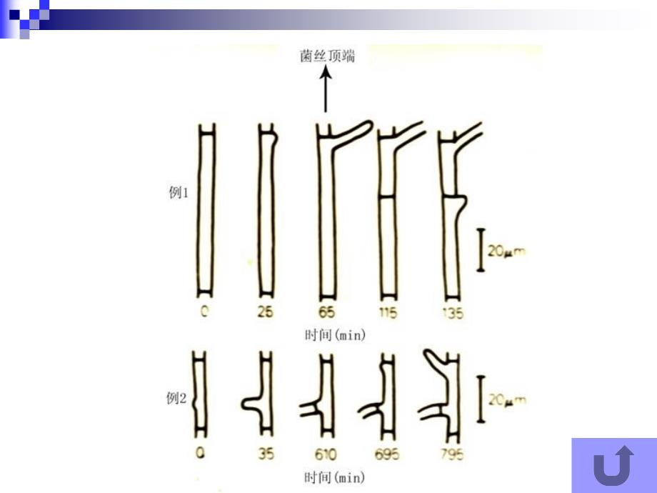 微生物的生长与环境条件课件_第4页