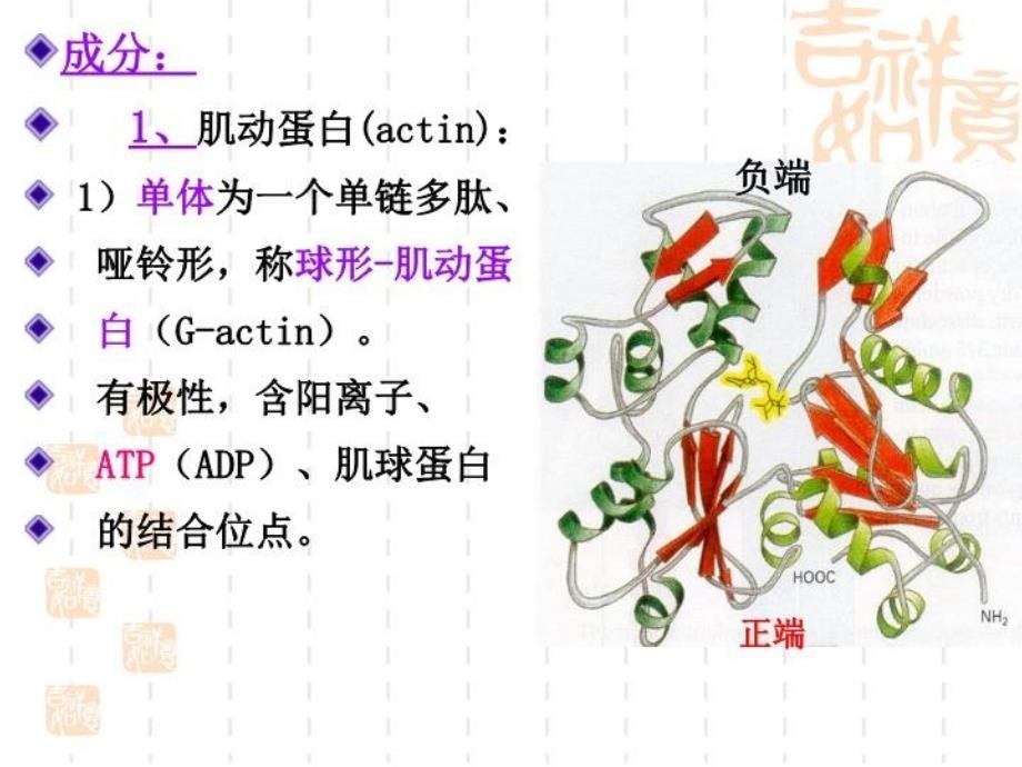 最新医学细胞生物学细胞骨架幻灯片_第4页