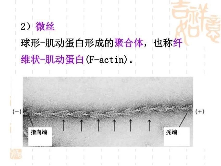 最新医学细胞生物学细胞骨架幻灯片_第5页