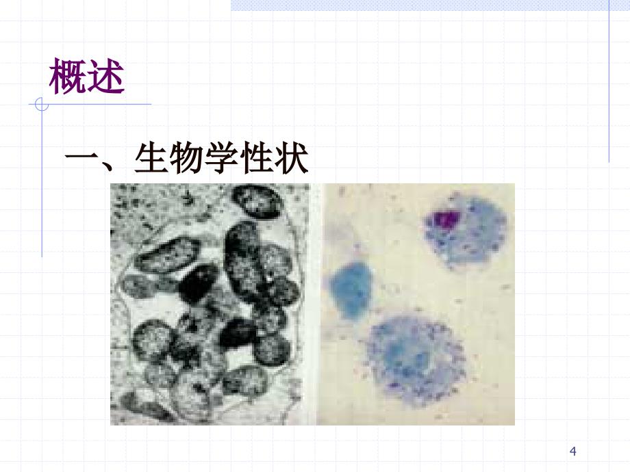 药学微生物教案立克次体各论ppt课件_第4页