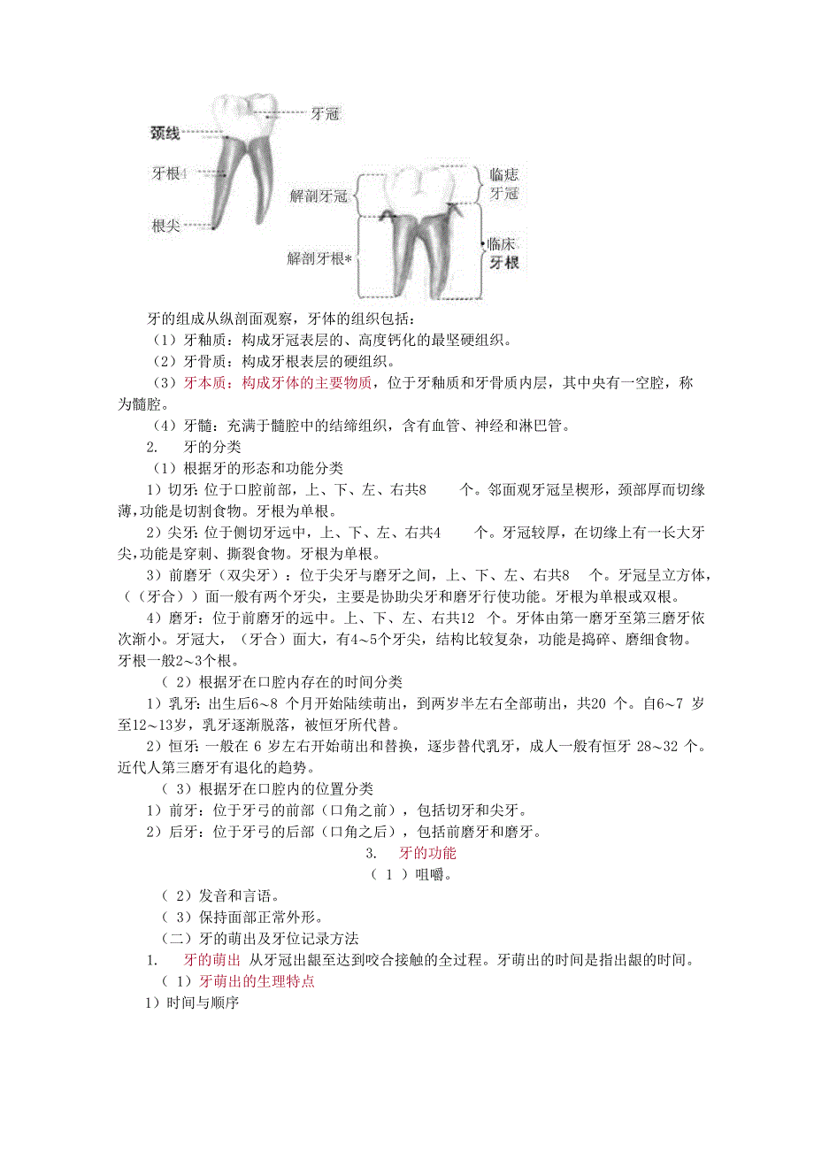 牙体解剖学大纲_第3页