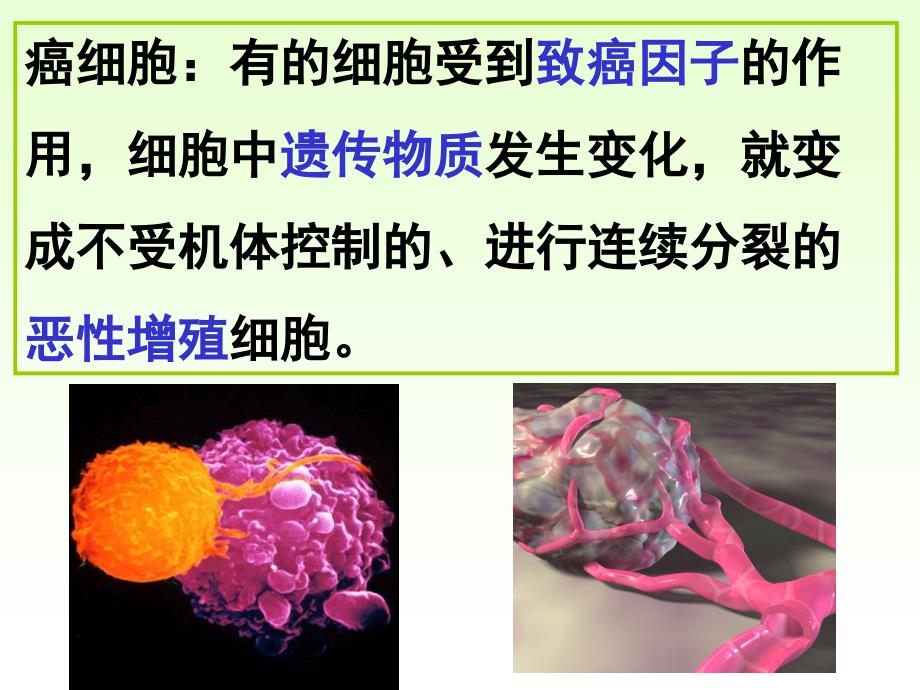 6、4细胞的癌变_2_第4页