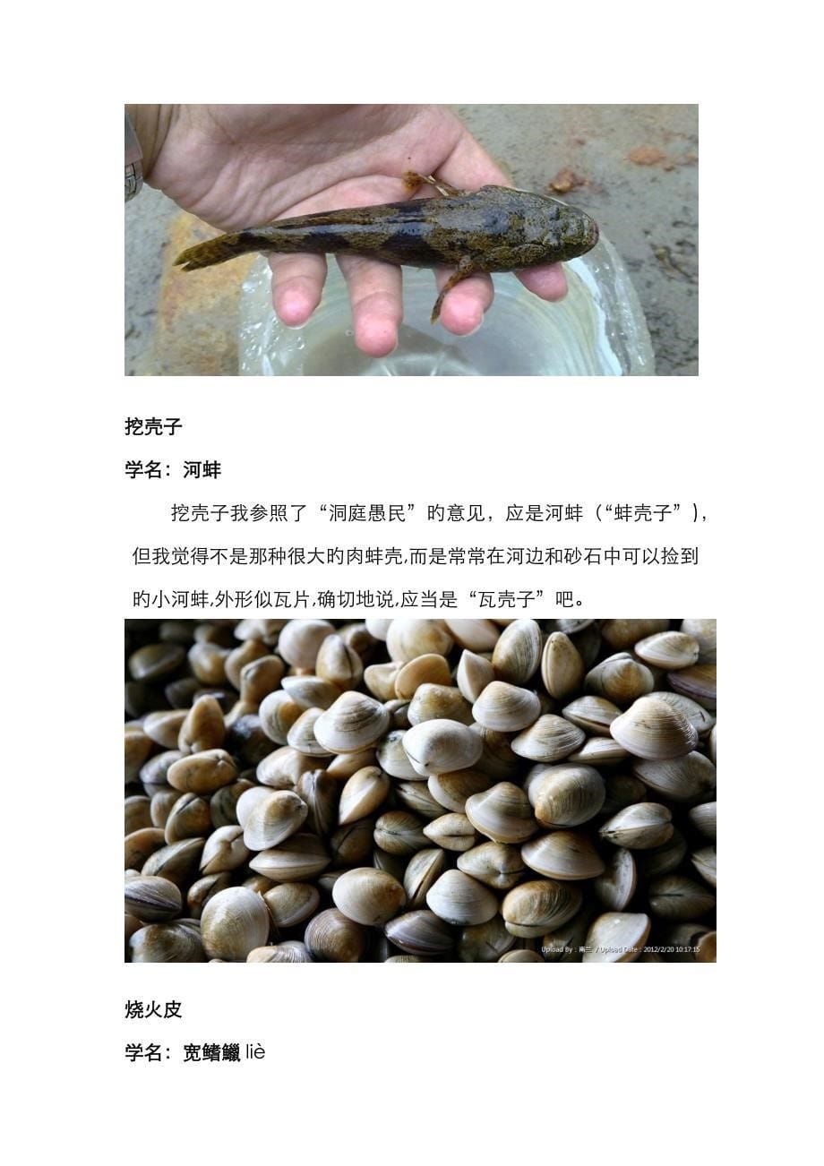 南洞庭湖区常见的鱼类介绍_第5页