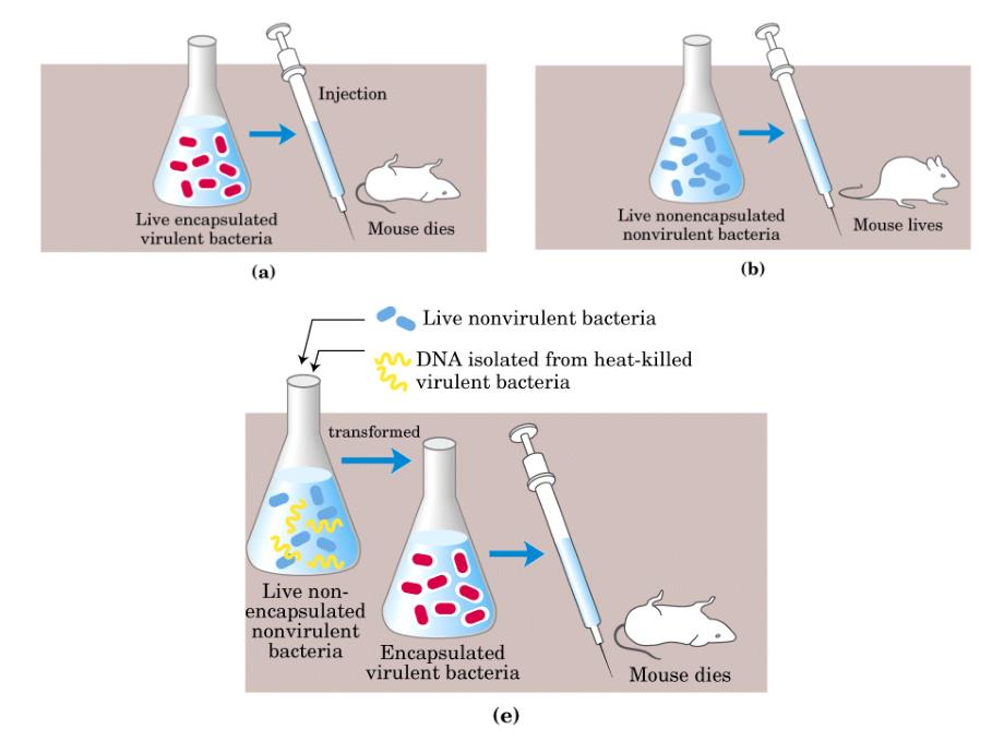 生物化学与分子生物学：第二章核酸的结构与功能_第3页