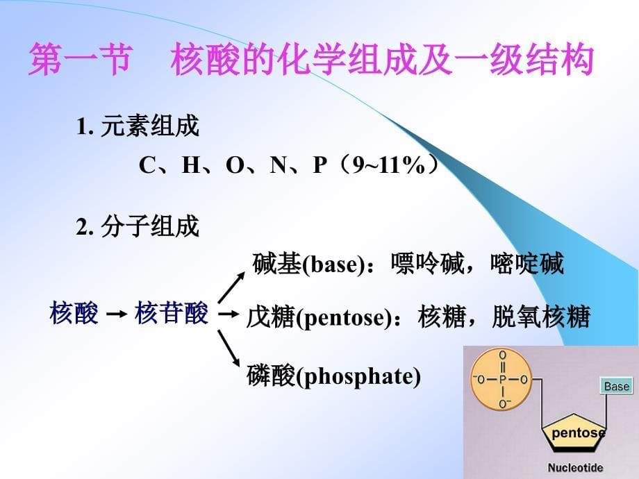 生物化学与分子生物学：第二章核酸的结构与功能_第5页