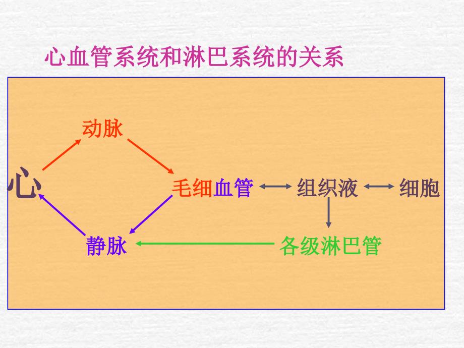 《脉管系统》PPT课件_第3页